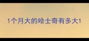 1个月大的哈士奇有多大