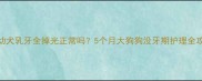 幼犬乳牙全掉光正常吗5个月大狗狗没牙期护理全攻略
