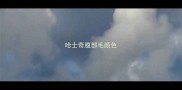 哈士奇腹部毛颜色