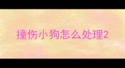 撞伤小狗怎么处理