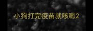 小狗打完疫苗就咳嗽