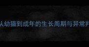 公猫睾丸发育全从幼猫到成年的生长周期与异常判断附护理指南