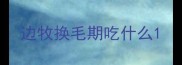 边牧换毛期吃什么