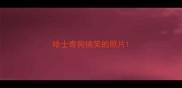 哈士奇狗搞笑的照片