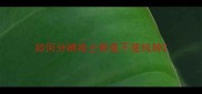 如何分辨哈士奇是不是纯种