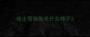 哈士奇换胎毛什么样子