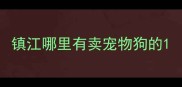 镇江哪里有卖宠物狗的