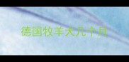 德国牧羊犬几个月