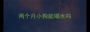 两个月小狗能喝水吗