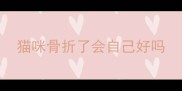 猫咪骨折了会自己好吗