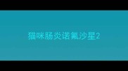 猫咪肠炎诺氟沙星