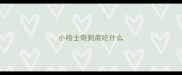 小哈士奇到底吃什么