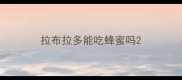 拉布拉多能吃蜂蜜吗