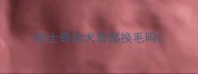 哈士奇幼犬背部换毛吗