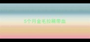 5个月金毛拉稀带血