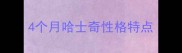 4个月哈士奇性格特点