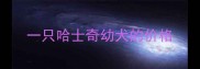 一只哈士奇幼犬的价格