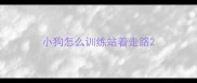小狗怎么训练站着走路