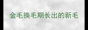 金毛换毛期长出的新毛