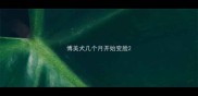 博美犬几个月开始变脸