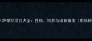 哈士奇萨摩耶混血犬全性格饲养与培育指南附品种对比