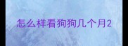 怎么样看狗狗几个月