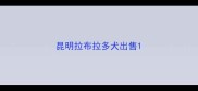 昆明拉布拉多犬出售