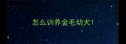 怎么训养金毛幼犬