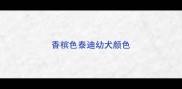 香槟色泰迪幼犬颜色