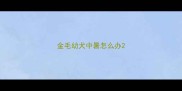 金毛幼犬中暑怎么办