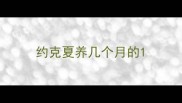 约克夏养几个月的