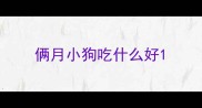 俩月小狗吃什么好