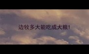 边牧多大能吃成犬粮