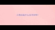 小狗该起什么名字好听