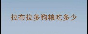 拉布拉多狗粮吃多少