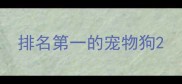 排名第一的宠物狗