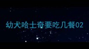 幼犬哈士奇要吃几餐0