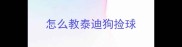 怎么教泰迪狗捡球