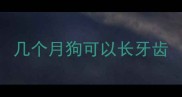 几个月狗可以长牙齿