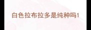 白色拉布拉多是纯种吗