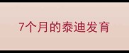 7个月的泰迪发育