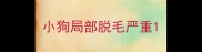 小狗局部脱毛严重