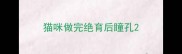 猫咪做完绝育后瞳孔