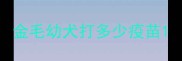 金毛幼犬打多少疫苗