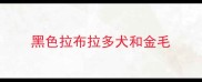 黑色拉布拉多犬和金毛