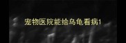 宠物医院能给乌龟看病