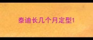 泰迪长几个月定型