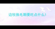 边牧换毛期要吃点什么