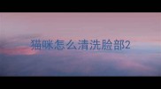 猫咪怎么清洗脸部