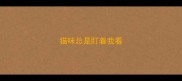 猫咪总是盯着我看